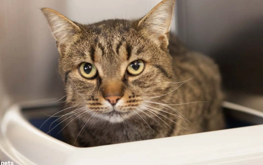 constipated cat home remedy