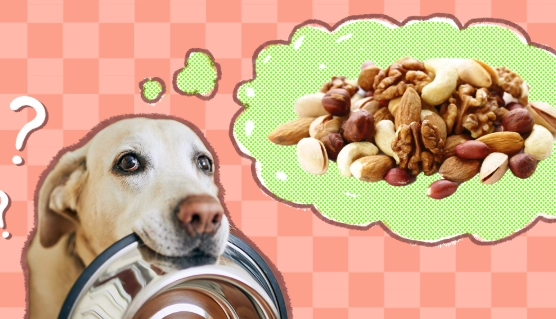 nuts toxic to dogs
