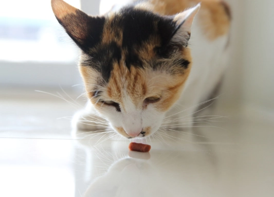 healthy cat treats
