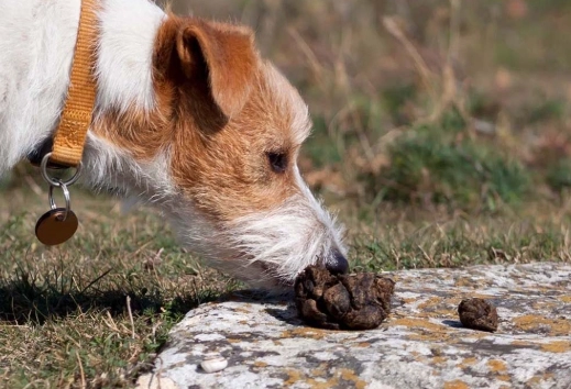 coprophagia in dogs