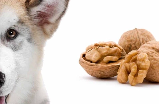 can dogs eat nuts
