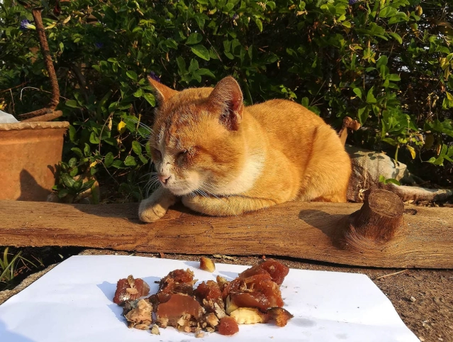 constipated cat home remedy