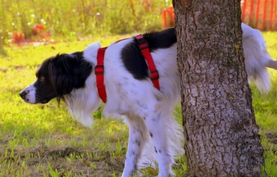 brown urine in dogs causes