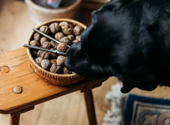 are nuts safe for dogs