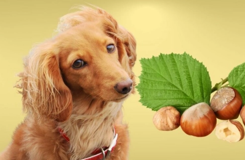 nuts toxic to dogs