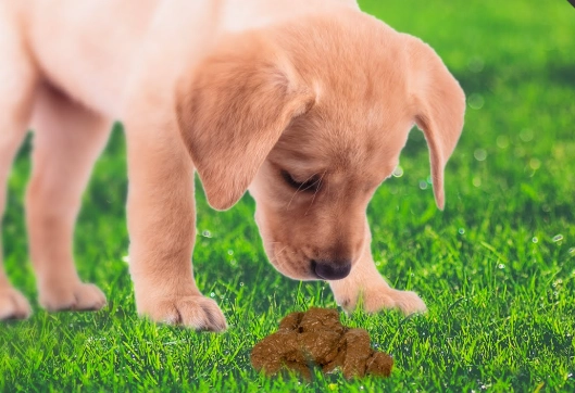 coprophagia in dogs