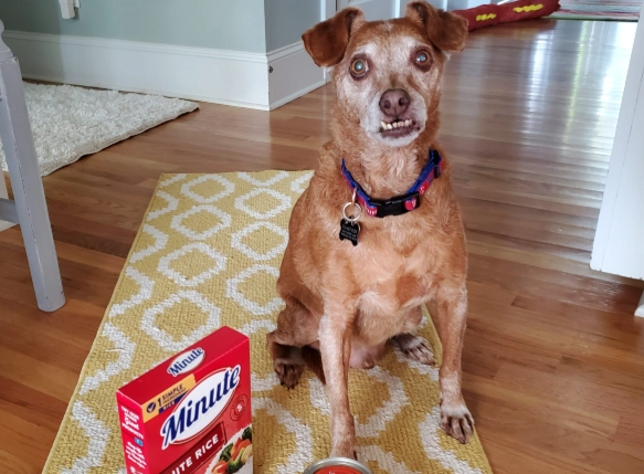 what can you give a dog for diarrhea