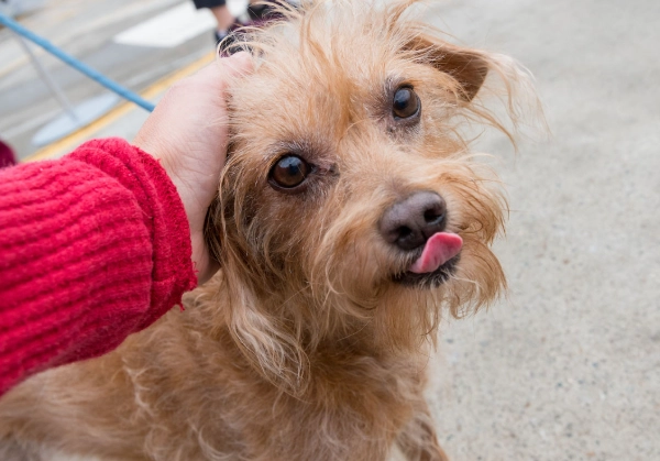 dog urine color chart