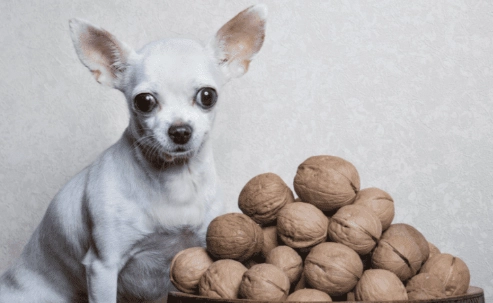 are nuts safe for dogs