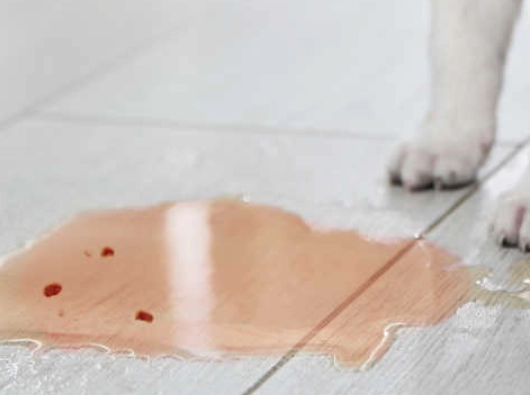 brown urine in dogs causes