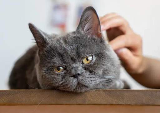 cat constipation signs