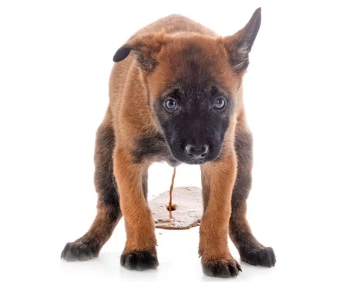 dog diarrhea treatment at home