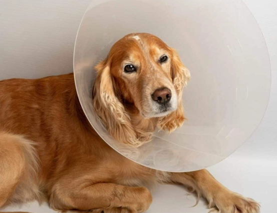how long cone after neuter how long cone after neuter