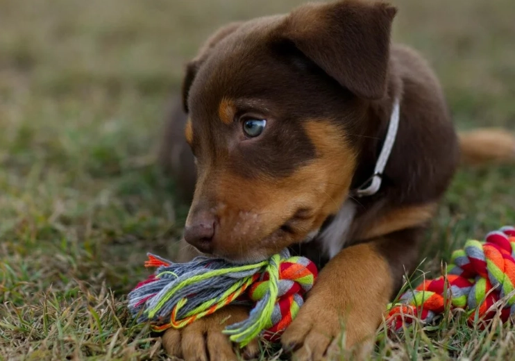 why do dogs like tug