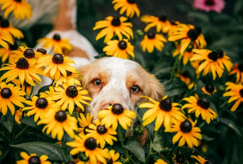 dog safe flowers