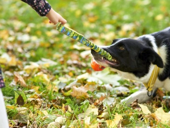 tug of war for dogs