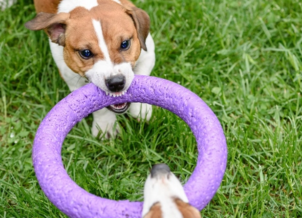 tug of war for dogs