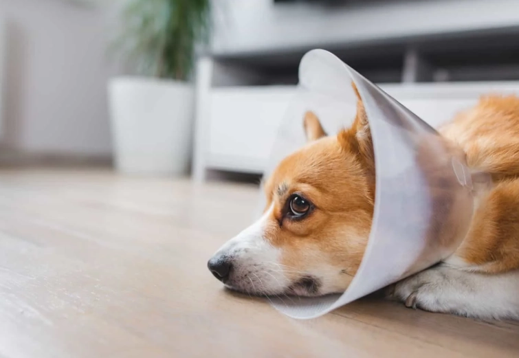 dog neuter cone removal time dog neuter cone removal time