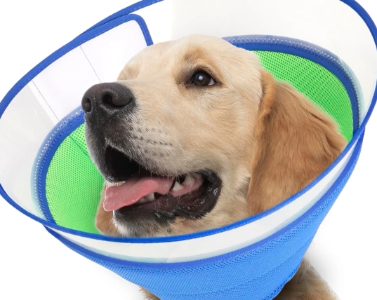 dog cone alternatives