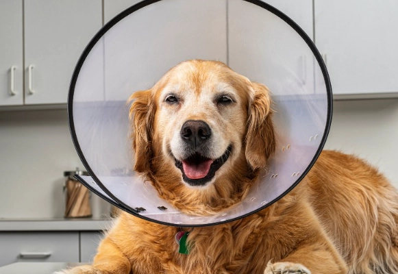 post neuter care for dogs post neuter care for dogs