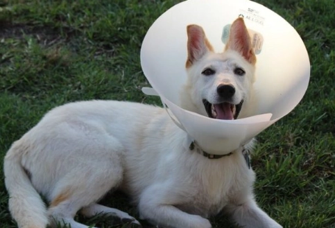 post neuter care for dogs post neuter care for dogs