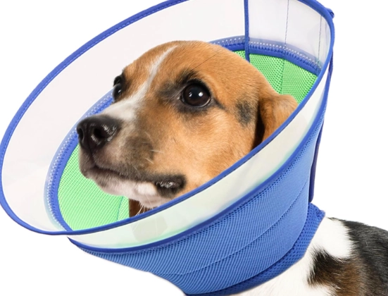 how to measure for dog cone