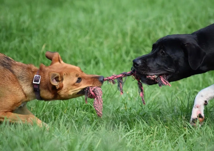 tug of war for dogs