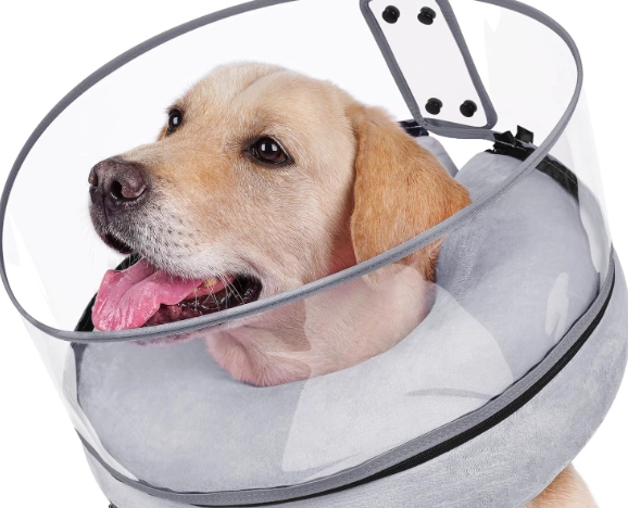 dog cone alternatives