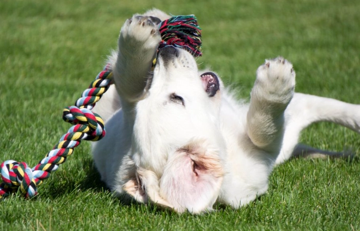 why do dogs like tug