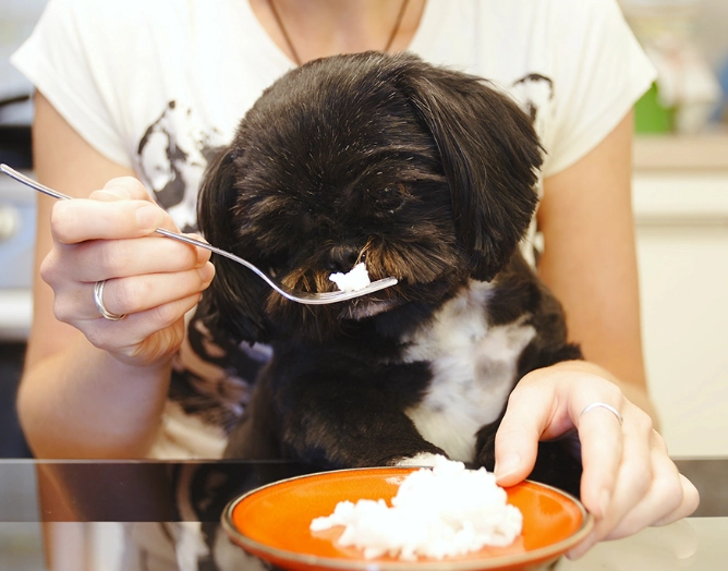 home remedies for dog diarrhea