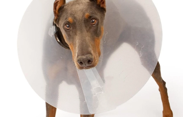 post neuter care for dogs post neuter care for dogs