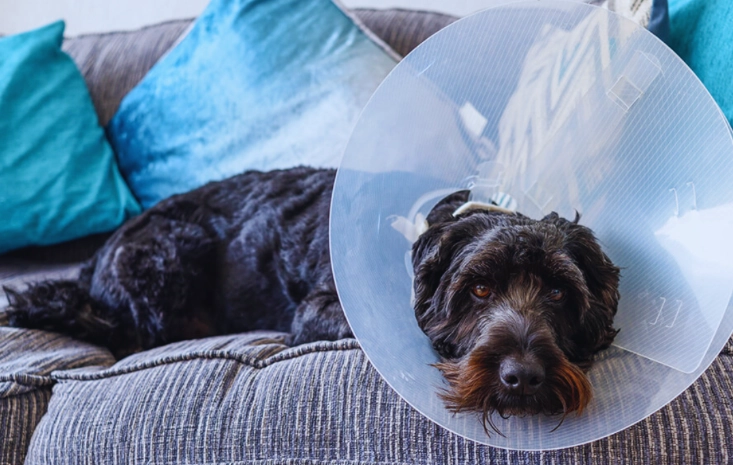 when to take cone off dog after neuter