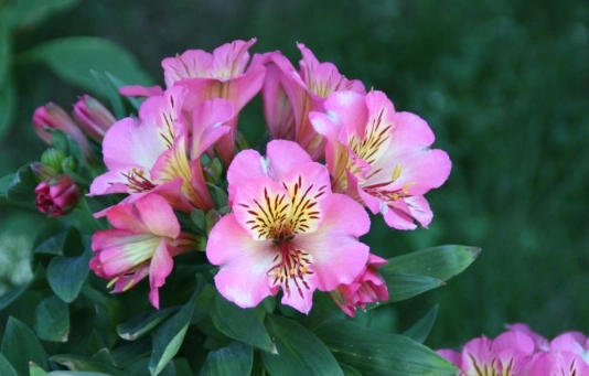 plants toxic to dogs