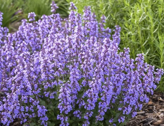 pet friendly flowers