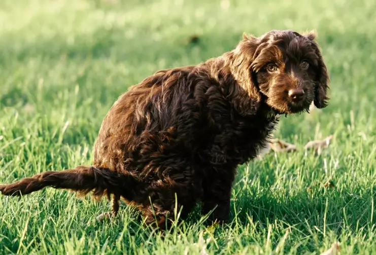 dog diarrhea treatment