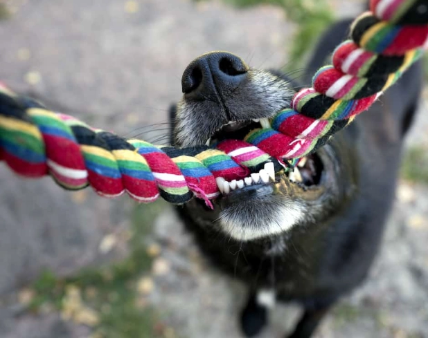 why do dogs like tug