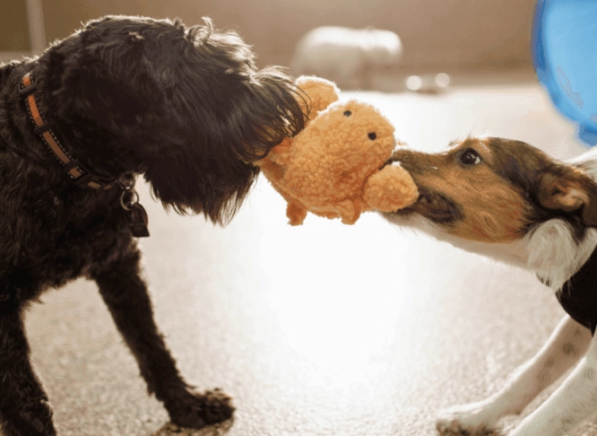 dog play behavior