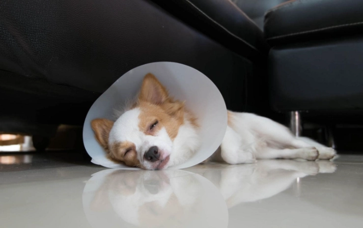 how long cone after neuter how long cone after neuter