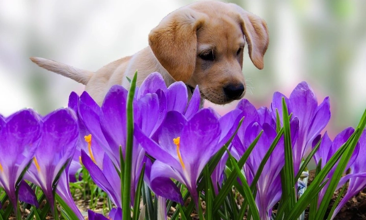 pet friendly flowers