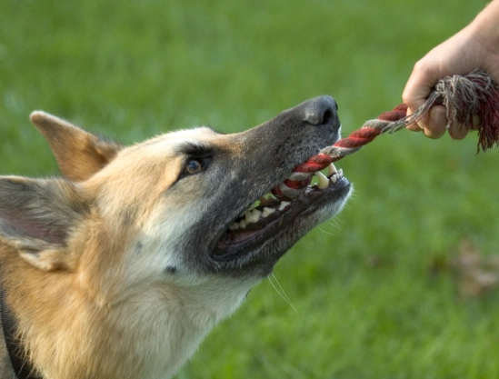 dog play behavior