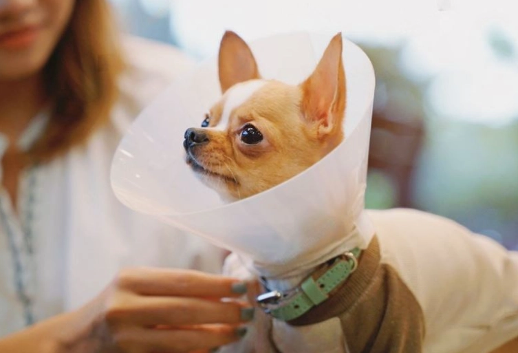 dog neuter cone removal time dog neuter cone removal time