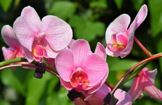 plants toxic to dogs