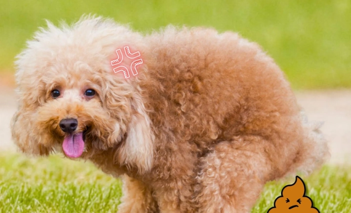 what to feed a dog with diarrhea