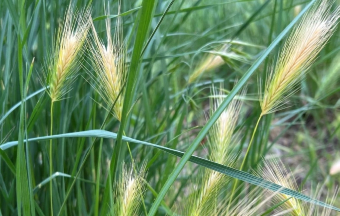 how to remove foxtail from dog