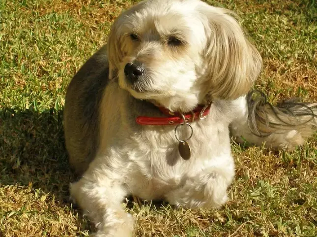 canine cognitive dysfunction