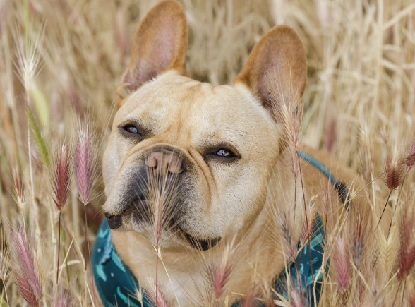 foxtail grass removal