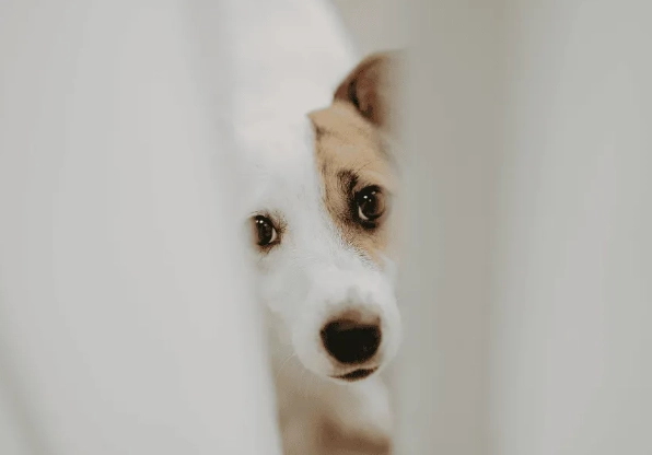 dementia in dogs symptoms