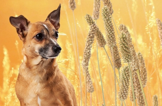 foxtail grass dog symptoms