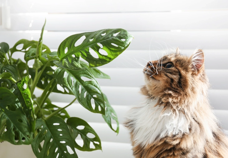 cat safe plants