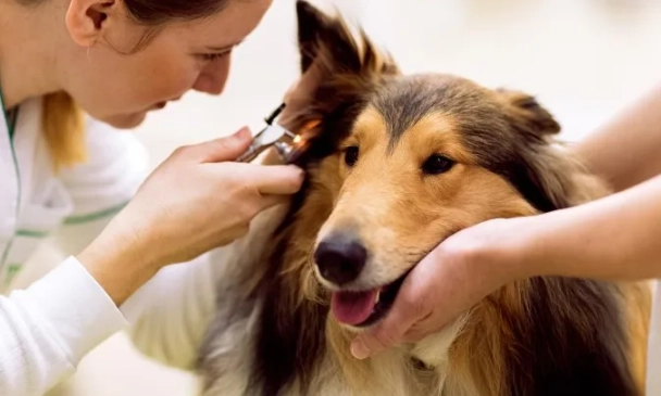 caring for a deaf dog
